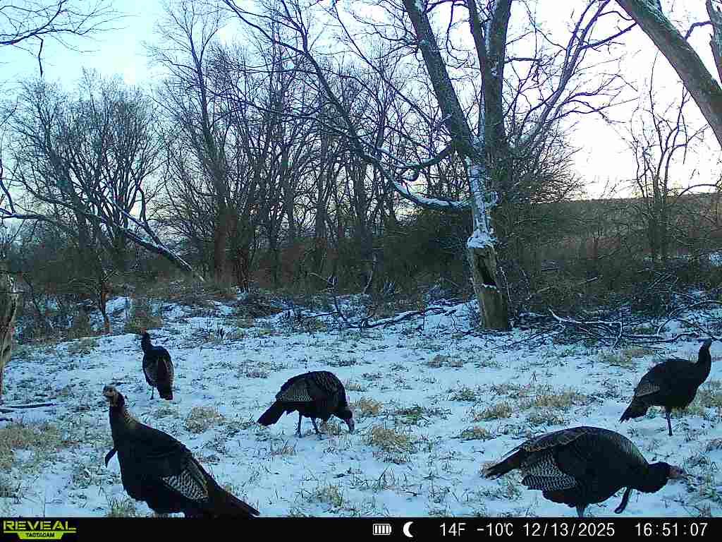 Listing Photo: Many Gobblers Jan 2026